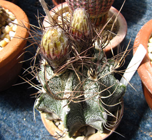 Astrophytum capricorne